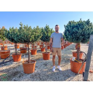 Borovica lesná (Pinus Sylvestris) ´WATERERI NANA´ - výška 150-160 cm, kont. C70L - NA KMIENKU